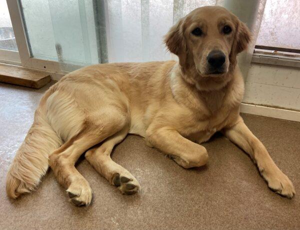 ADOPTED 6/24/22 Nellie-1 year old (Female)