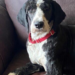 ADOPTED 7/18/22 Oreo-18 months (Female-Mini Sheepadoodle or Mini Bernedoodle)