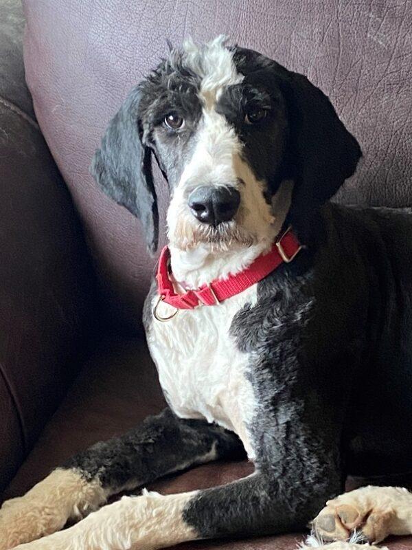 ADOPTED 7/18/22 Oreo-18 months (Female-Mini Sheepadoodle or Mini Bernedoodle)