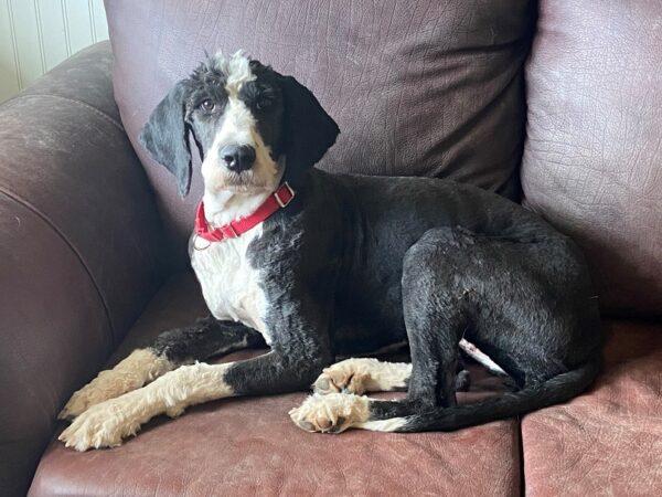 ADOPTED 7/18/22 Oreo-18 months (Female-Mini Sheepadoodle or Mini Bernedoodle) - Image 4