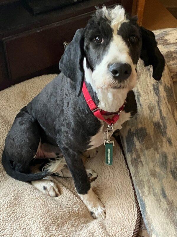 ADOPTED 7/18/22 Oreo-18 months (Female-Mini Sheepadoodle or Mini Bernedoodle) - Image 3