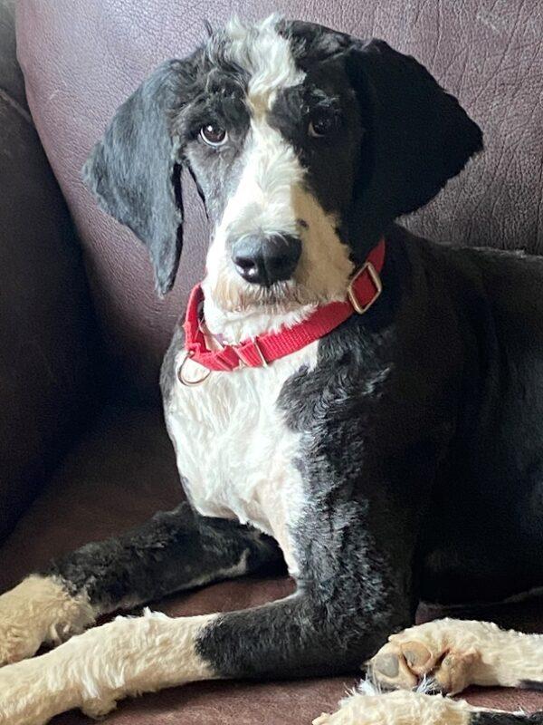 ADOPTED 7/18/22 Oreo-18 months (Female-Mini Sheepadoodle or Mini Bernedoodle) - Image 2