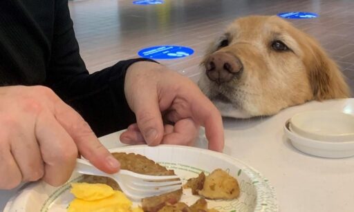 Golden Retriever Sadie on vacation