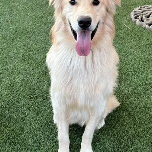 ADOPTED 12/30/22 Charlie-1.5 years old (Male) Golden Retriever mix