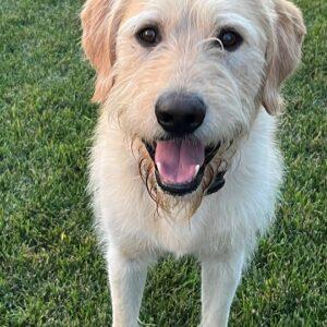 ADOPTED 7/24/22 Gus-1 year old (Male) Labradoodle