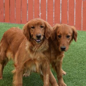 ADOPTED 7/11/22 Lucy-5 years old (Female)