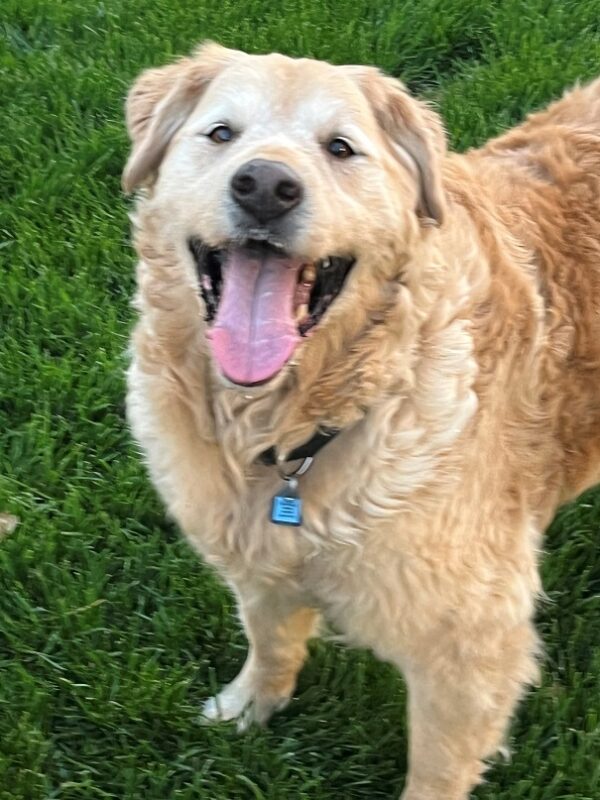 ADOPTED 7/15/22 Freddie-13 years old - Image 2