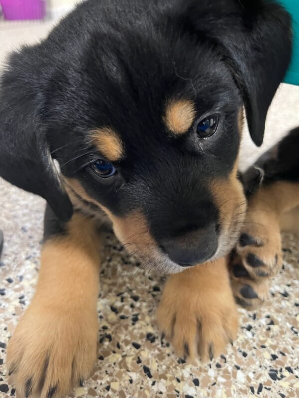 ADOPTED! ACCEPTING APPLICATIONS FOR MIXED BREED PUPPIES - Image 9