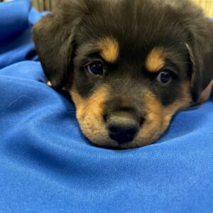 ADOPTED! ACCEPTING APPLICATIONS FOR MIXED BREED PUPPIES
