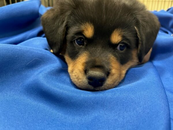ADOPTED! ACCEPTING APPLICATIONS FOR MIXED BREED PUPPIES