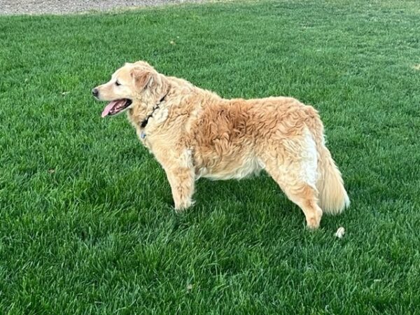 ADOPTED 7/15/22 Freddie-13 years old - Image 9