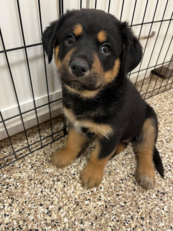ADOPTED! ACCEPTING APPLICATIONS FOR MIXED BREED PUPPIES - Image 12