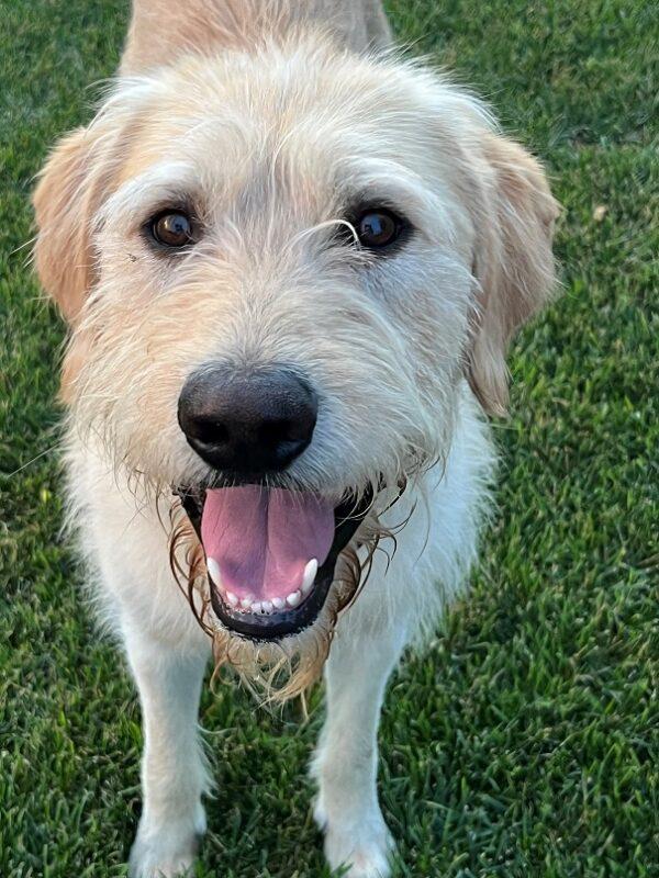 ADOPTED 7/24/22 Gus-1 year old (Male) Labradoodle - Image 3