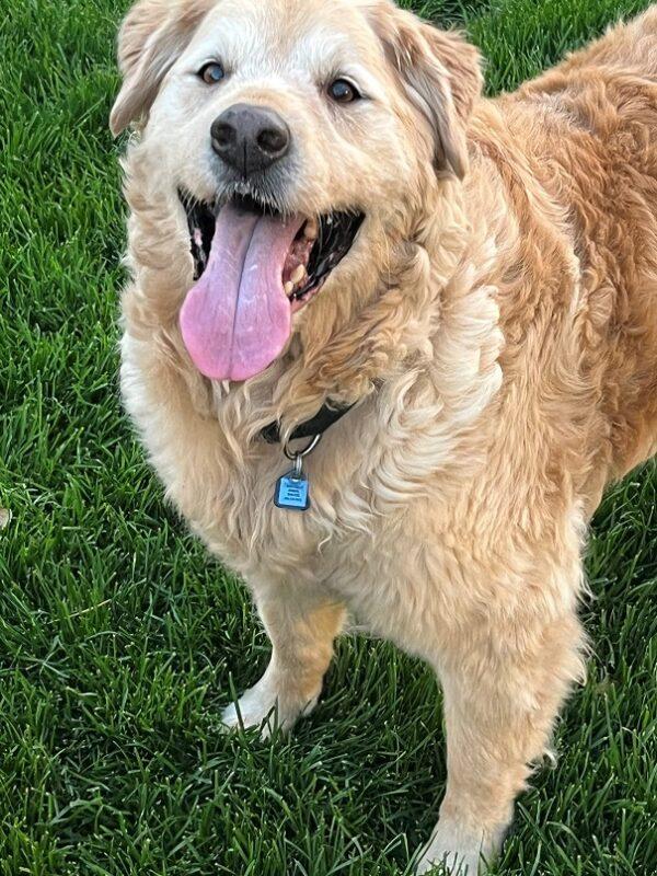 ADOPTED 7/15/22 Freddie-13 years old - Image 3