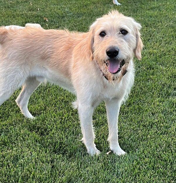 ADOPTED 7/24/22 Gus-1 year old (Male) Labradoodle - Image 4