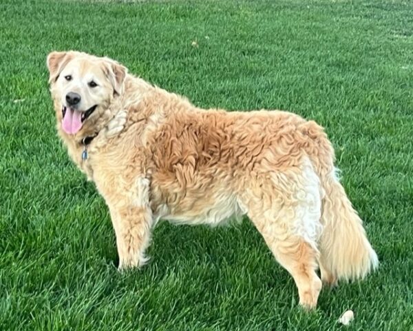 ADOPTED 7/15/22 Freddie-13 years old - Image 10