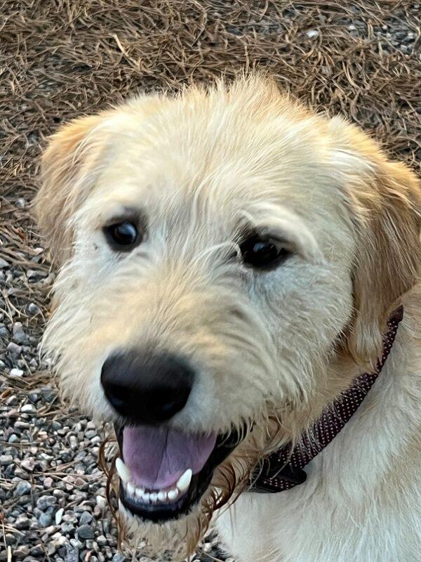 ADOPTED 7/24/22 Gus-1 year old (Male) Labradoodle - Image 5