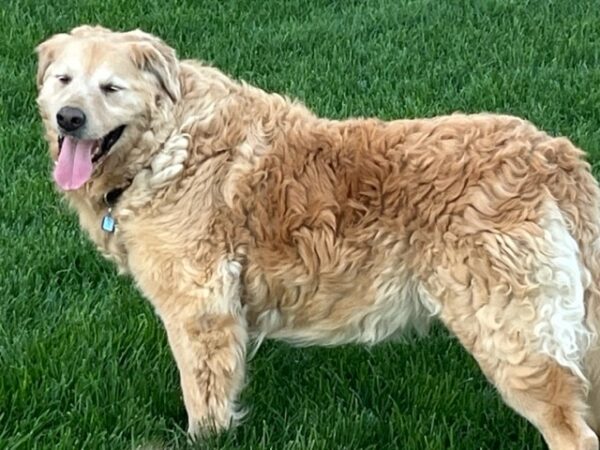 ADOPTED 7/15/22 Freddie-13 years old - Image 11