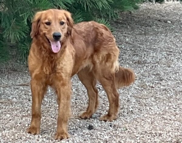 ADOPTED! Samoa-5 years old (Female) - Image 4