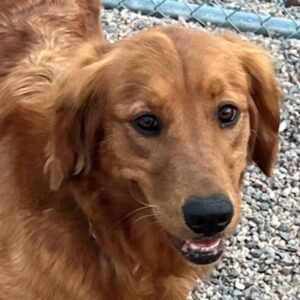 ADOPTED! Samoa-5 years old (Female)