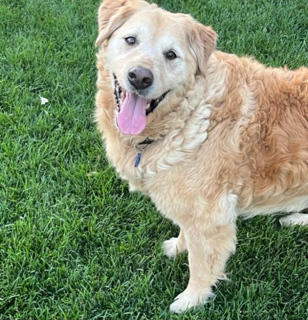 ADOPTED 7/15/22 Freddie-13 years old - Image 12
