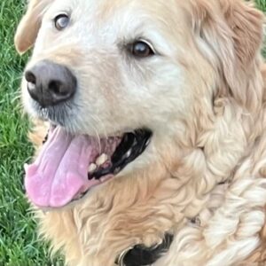 ADOPTED 7/15/22 Freddie-13 years old