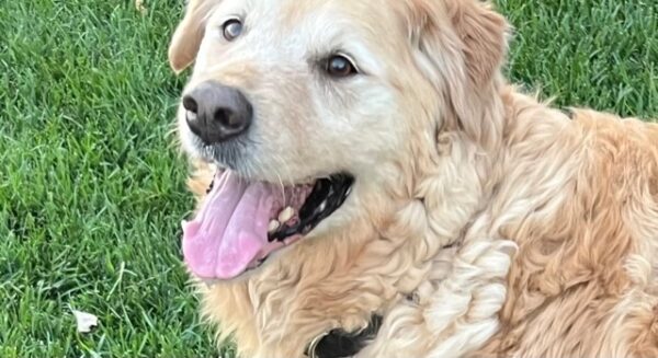ADOPTED 7/15/22 Freddie-13 years old
