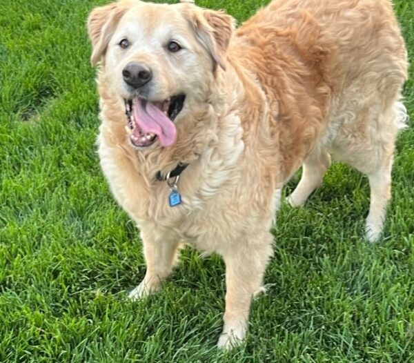 ADOPTED 7/15/22 Freddie-13 years old - Image 4
