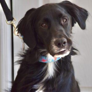 ADOPTED 8/31/22 Smokey-15 months (Male) Flat Coat Retriever