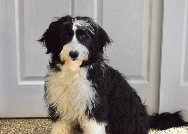 ADOPTED 8/17/22 Domino-1 year old (Male) Bearded Collie - Image 4