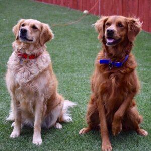 ADOPTED 9/9/22 BONDED PAIR! Gitche-5.5 years old (Female) & Nugget-2.5 years old (Female)