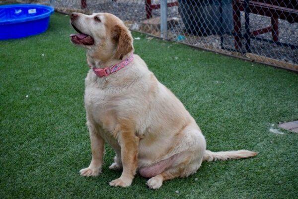ADOPTED 9/19/22Tulip-5 years old (Female) - Image 2