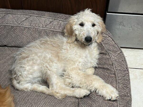 ADOPTED 8/16/22 Doodle-3 months old (Male) Goldendoodle - Image 2