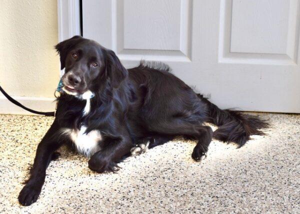 ADOPTED 8/31/22 Smokey-15 months (Male) Flat Coat Retriever - Image 2