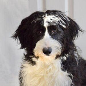 ADOPTED 8/17/22 Domino-1 year old (Male) Bearded Collie