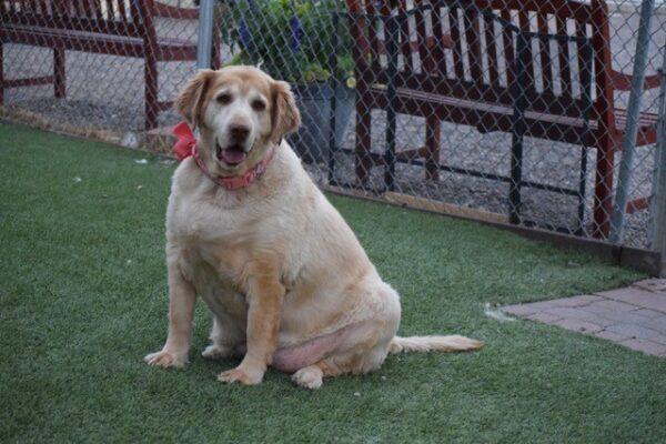 ADOPTED 9/19/22Tulip-5 years old (Female) - Image 3