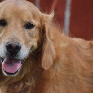 ADOPTED 11/20/22 SPECIAL NEEDS!! Skylee-6 years old (Female)