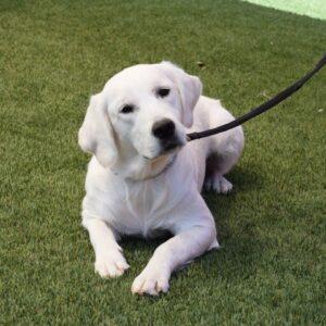 Adopted 8/22/22Wynona-1.5 years old (Female) Golden Mix