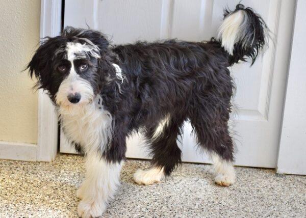 ADOPTED 8/17/22 Domino-1 year old (Male) Bearded Collie - Image 3