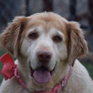 ADOPTED 9/19/22Tulip-5 years old (Female)