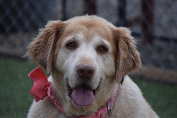 ADOPTED 9/19/22Tulip-5 years old (Female)