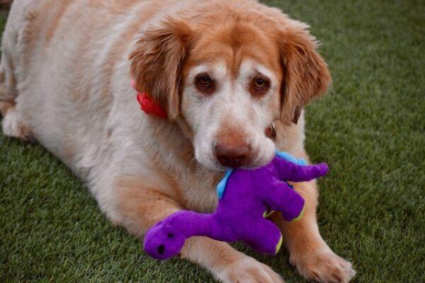 ADOPTED 9/19/22Tulip-5 years old (Female) - Image 5