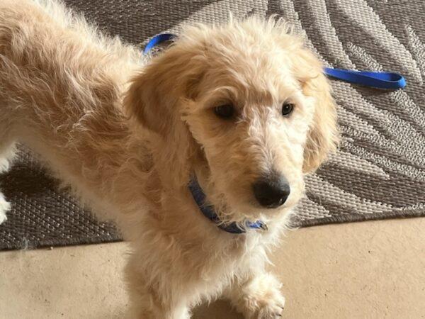 ADOPTED 8/16/22 Doodle-3 months old (Male) Goldendoodle - Image 5