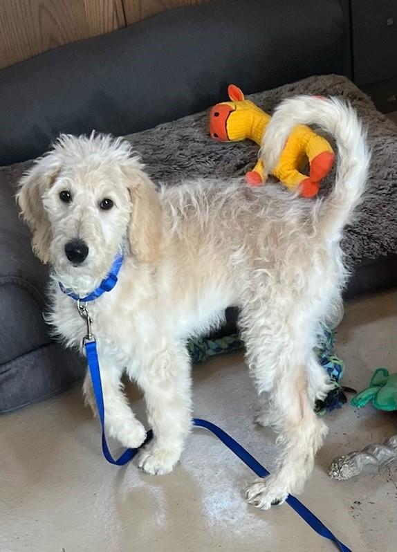 16 sales week goldendoodle