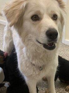 ADOPTED!! Gladys (Female)-4 years old mixed breed