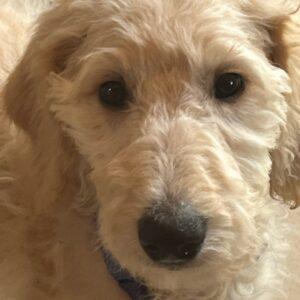 ADOPTED 8/16/22 Doodle-3 months old (Male) Goldendoodle