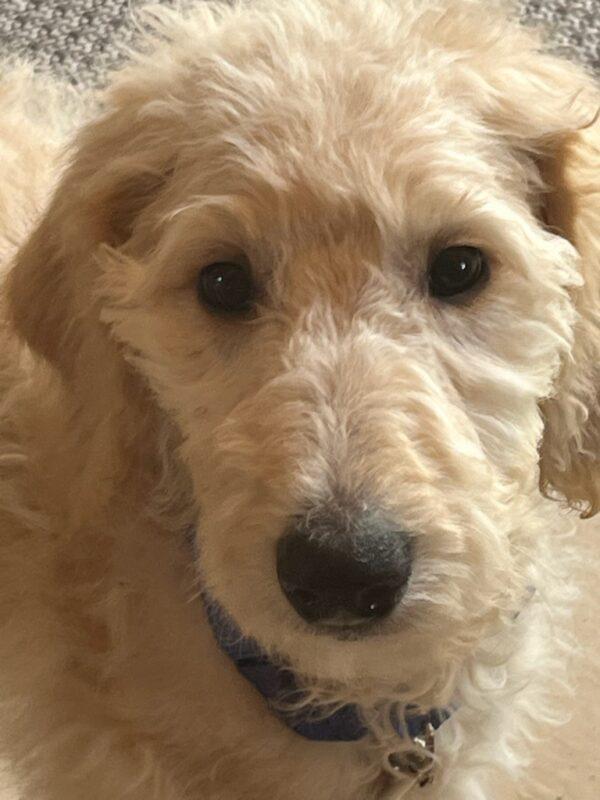 ADOPTED 8/16/22 Doodle-3 months old (Male) Goldendoodle