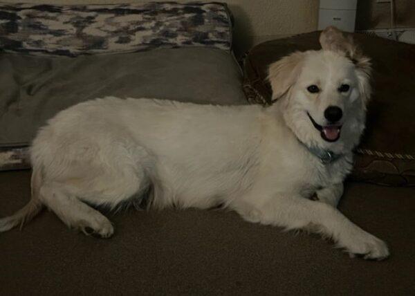 ADOPTED!! Gladys (Female)-4 years old mixed breed - Image 3