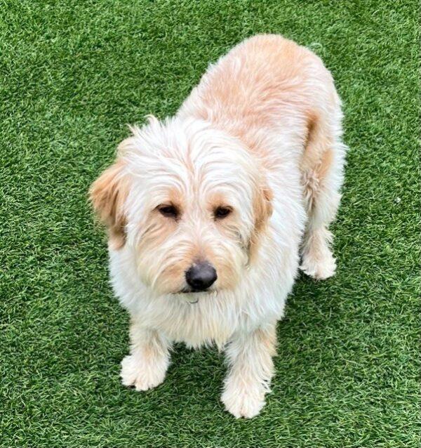 ADOPTED 10/1/22 Jada-5 years old (Female) Goldendoodle - Image 2