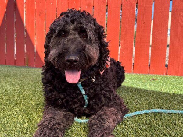 ADOPTED 9/24/22 Gracie-5 years old (Female) Goldendoodle - Image 2